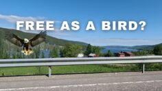 [ID: dBXT6CZCsKQ] Youtube Automatic